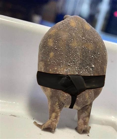 frog butt memes|Frog Butt, aka Phrog Butt IRL: An icon